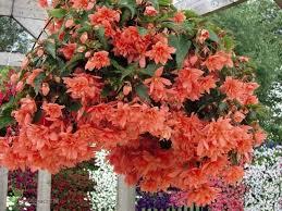 BEGONIA FLOWERED DOUBLE RED/PINK/YELLOW/WHITE/ORANGE 6-7